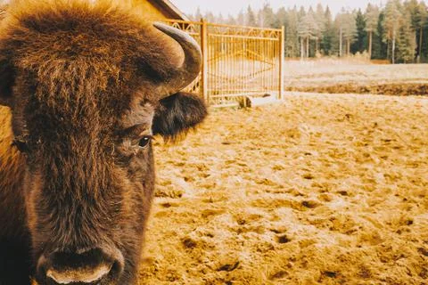 The head of the bison at close range. Foto stock