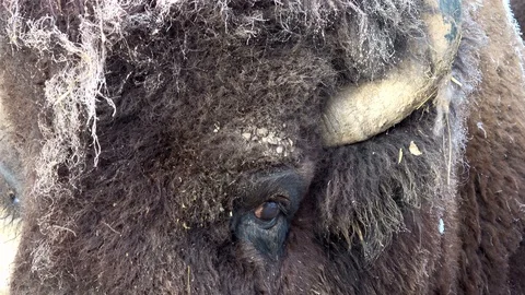 Head of a bison, eye Stock Footage 120994686