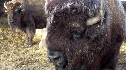 Head of a bison Stock Footage 120992635