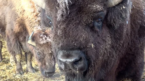 Head of a bison Stock Footage 120992755