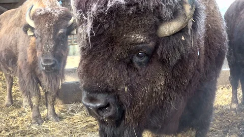 Head of a bison Stock Footage 120993061