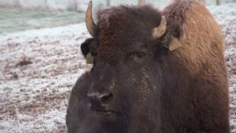 Head of a bison Stock Footage 120993178