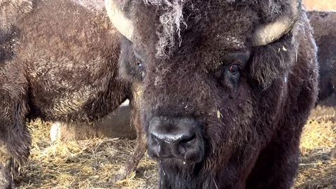 Head of a bison Stock Footage 120994078