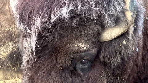 Head of a bison Stock Footage 120994228