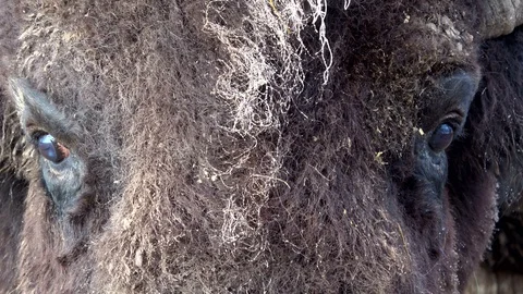 Head of a bison Stock Footage 120994390