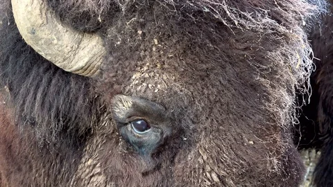 Head of a bison Stock Footage 120994814