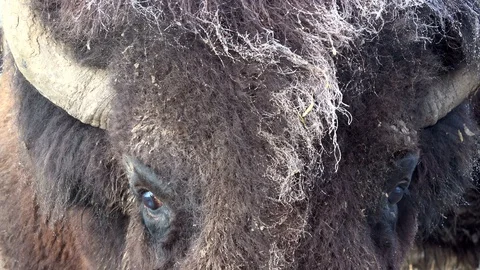 Head of a bison Stock Footage 120994897