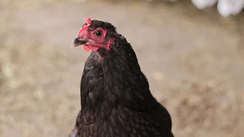 Head of a black chicken close-up Stock Footage 247132228