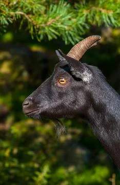 Head of a black goat. Stock Photos