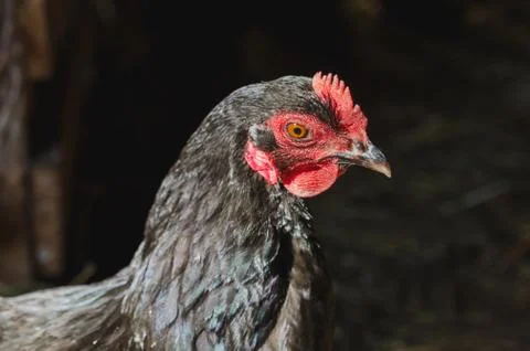 Head of a black hen with a red comb on the background of a barn close up Stock Photos