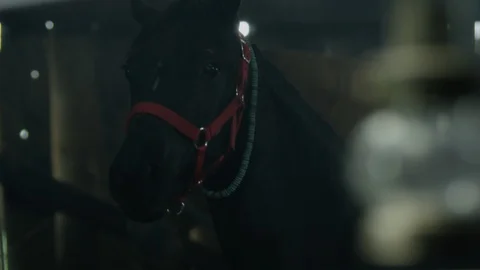 The Head of a Black Horse, Close up Stock Footage 93243653