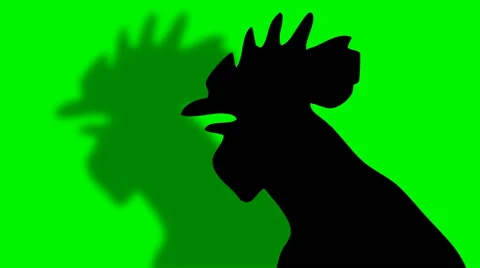 Head of black shaped rooster singing with shadow Stock Footage 49741375
