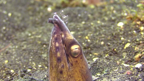 Head of Blackfinned Snake eel sticking o... | Stock Video | Pond5