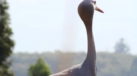 Head of a Blue Crane Stock Footage 51729301