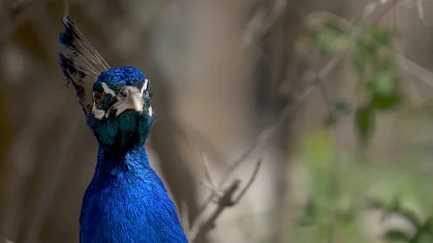 The head of a blue peacock Stock Footage 91398923