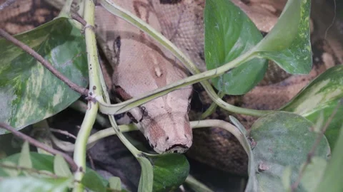 Head Of A Boa Constrictor Snake Hiding On Green Vegetations. Close-up Shot Stock Footage 275512578