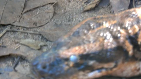 Head boa snake or python moving and put on tongue is angry and dangerous. Stock Footage 86921477