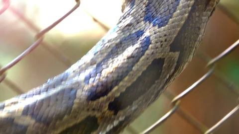 Head boa snake or python moving and put on tongue is angry and dangerous. Stock Footage 86921664
