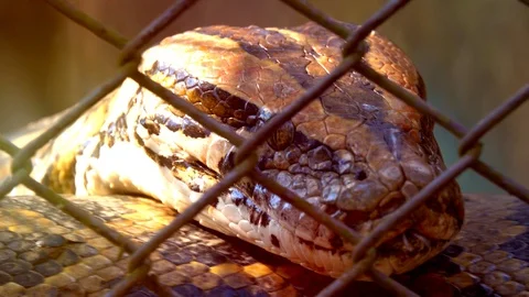 Head boa snake or python moving and put on tongue is angry and dangerous. Stock Footage 87174251