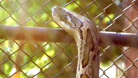 Head boa snake or python moving and put on tongue is angry and dangerous. Stock Footage 87175713