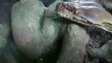 Head Boa Snake Or Python Moving and Sticking Out the Tounge. Stock Footage 148568766