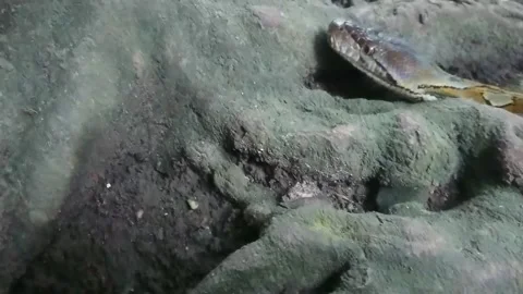 Head Boa Snake Or Python Moving , Close up. Stock Footage 148568775