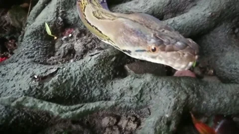 Head Boa Snake Or Python Moving and Sticking Out the Tounge. Video stock 148568796