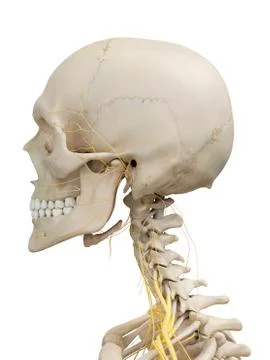 Head bones and nerves, artwork Stock Illustration