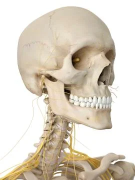 Head bones and nerves, artwork Stock Illustration