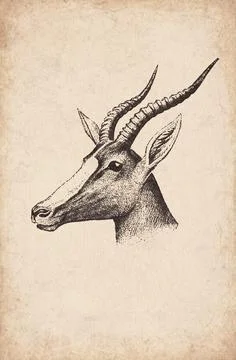 Head of Bontebok Wall Trophy Mount, 1920s Illustration Stock Illustration