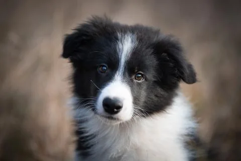 Head of border collie in field 库存照片