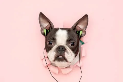 The head of a Boston Terrier with fashionable headphones stuck in its ears looks Stock Photos