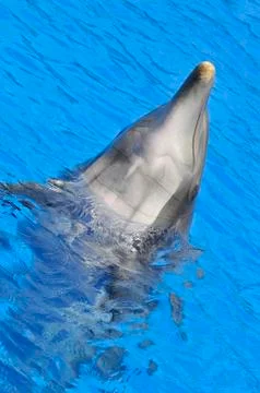 Head of  bottlenose dolphin Stock Photos