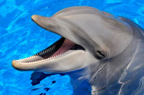 Head of  bottlenose dolphin Stock Photos