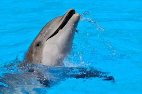Head of  bottlenose dolphin Stock-Fotos