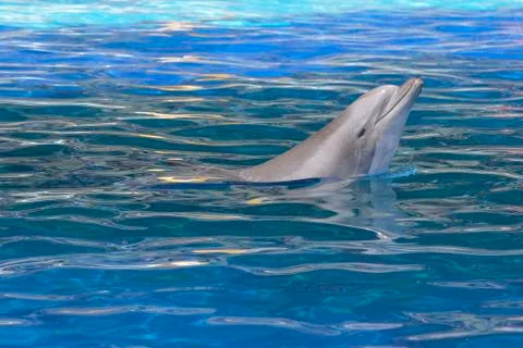 Head of  bottlenose dolphin Stock Photos