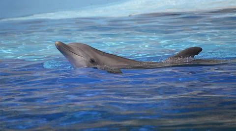 Head of bottlenose dolphin Stock Photos