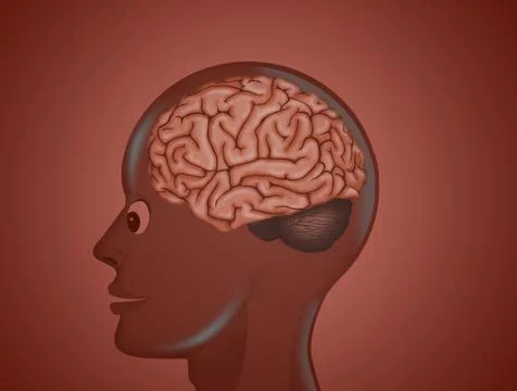 Head with brain Illustrazione stock