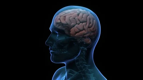 Head with Brain rotating. X-ray.  Seamless loop. Alpha masks included. 스톡 동영상 70595656
