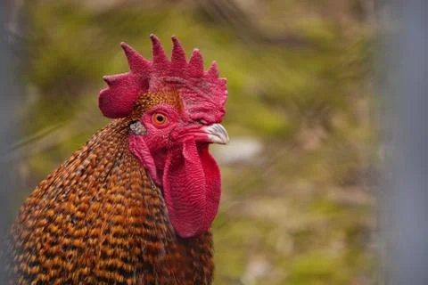 The head of a bright pockmarked rooster with a large red crest. Household or  Stock Photos