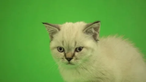 Head of a British kitten looking at a green background Stock Footage 80606018