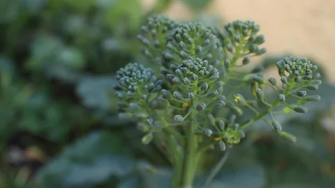 A Head of Broccoli Bobs in the Breeze Vídeo Stock 104668084