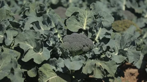 Head of Broccoli in Local Field Stock Footage 94643067