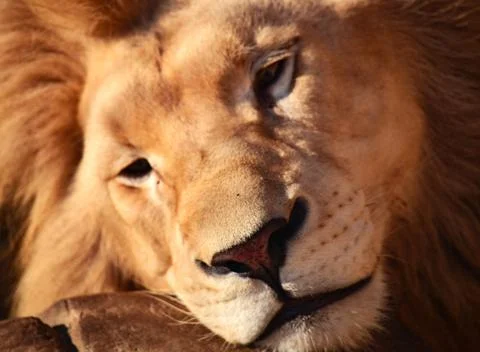 The head of a brooding lion lies on a stone Stock Photos