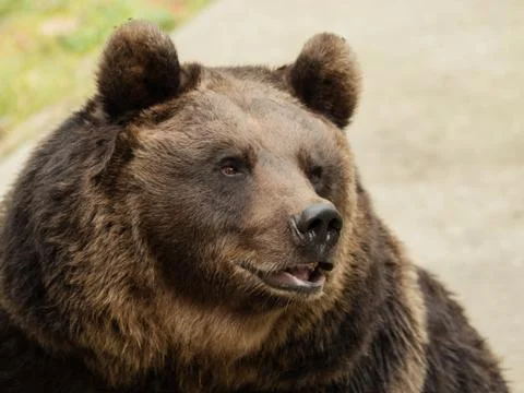 Head of a brown bear Stock Photos