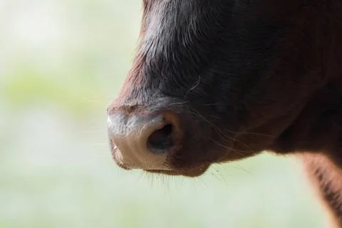 Head of a brown cow Stock-Fotos