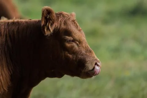 Head of a brown cow Stock Photos