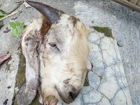 Head of a brown goat that has been slaughtered. Stock Photos