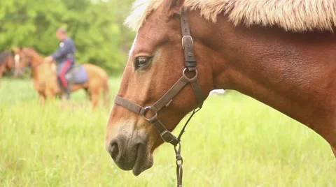 Head a brown horse Stock Footage 51364433