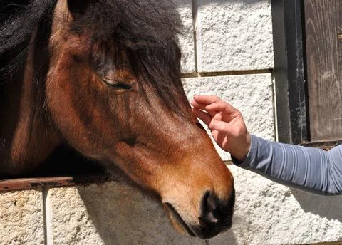 Head of a brown horse Stock Photos